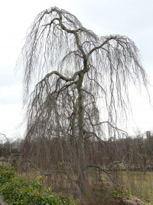 Birke im Februar