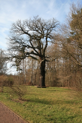 Baum mit Bank