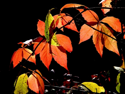 Herbst - der Maler