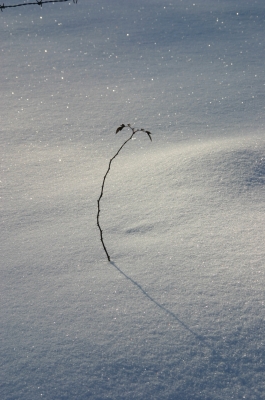 Einsam im Schnee