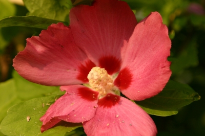 Eine Hibiskusblüte