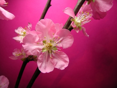 Japanische Kirschblüte . . .