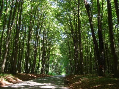 Allee auf Rügen