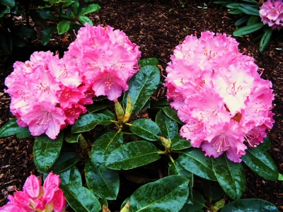 Rhododendron / 1