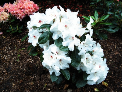 Rhododendron / 2