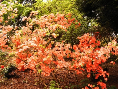 Rhododendron / 3