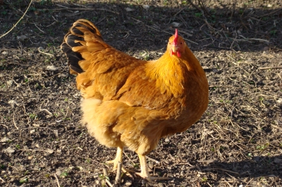 Noch nie 'n Huhn gesehen?