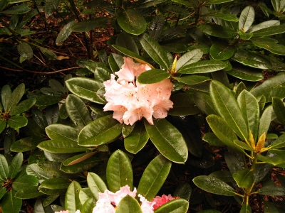 Rhododendron / 5