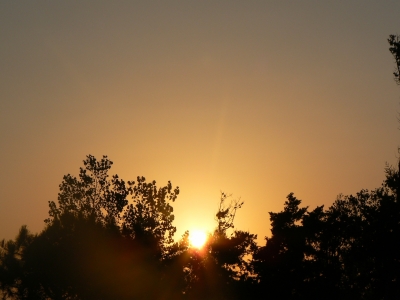 Sonne kuschelt zwischen den Bäumen