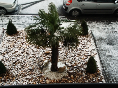 Palme mit Schnee