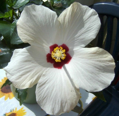 Hibiskus weiss