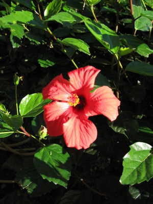 Hibiskus