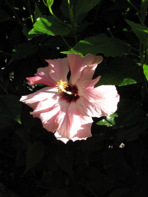 Hibiskus