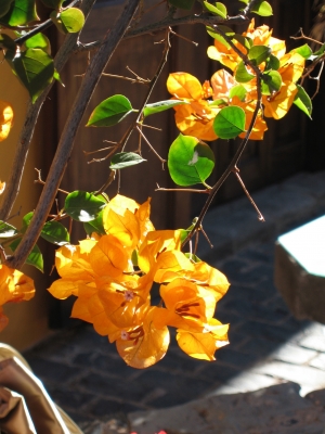 Bougainvillea