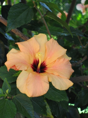 Hibiskus