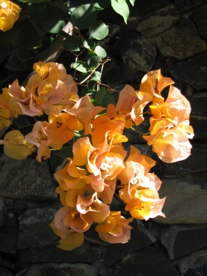 Bougainvillea