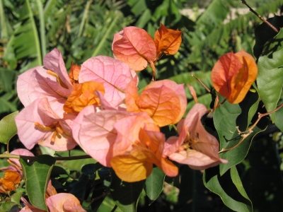 Bougainvillea