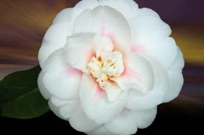 Weißer Blütentraum