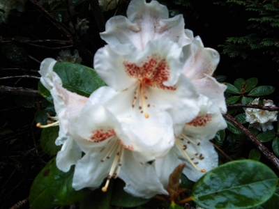 Rhododendron / 4