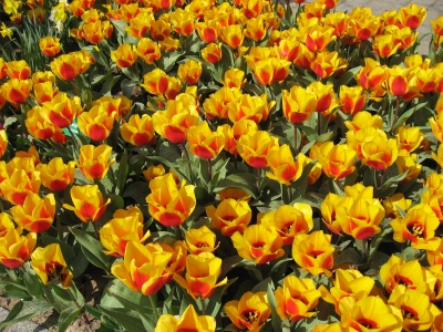 Tulpenmeer gelb-orange