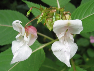 Springkraut-Blüte