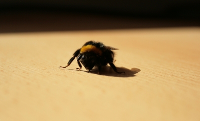 Hummel