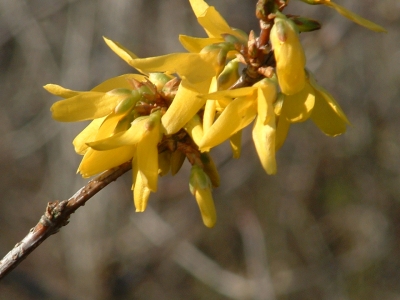 Forsythia