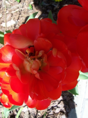 Tulpen rot