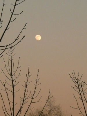Der Mond in den Zweigen