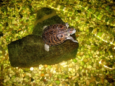 Ferienpark Heilbachssee Wasserschildkröte