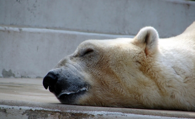 schlafender Eisbär