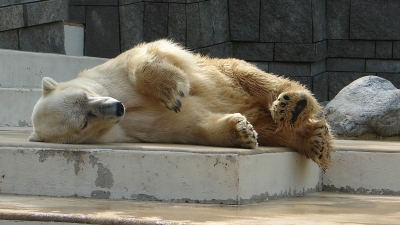 schlafender Eisbär #4