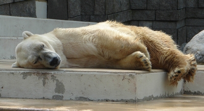 schlafender Eisbär #5