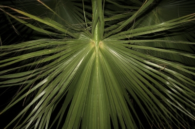 Palmenblat