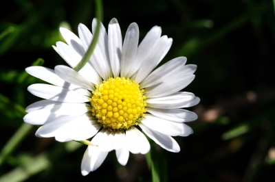 Gänseblümchen