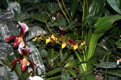 verschiedene Orchideen