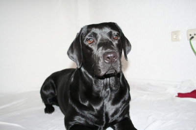 Labrador-Dame PIA-2