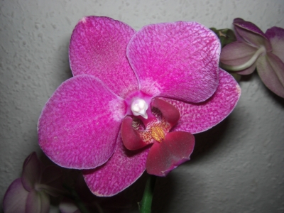 Orchideenblüte