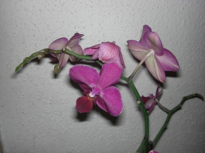 Orchideenzweig