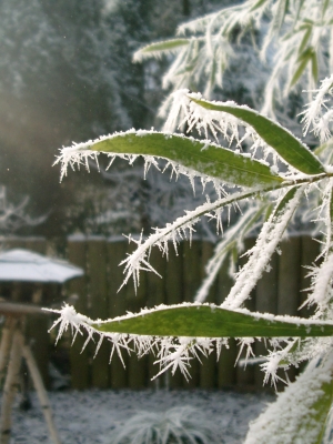 bambus mit frost