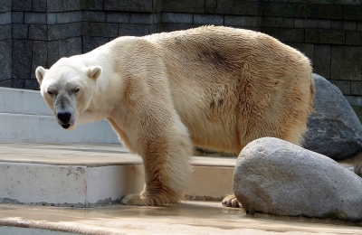 Eisbär