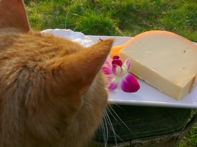 Katzenkopf vor Käse