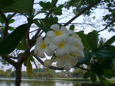 Tempelblume in Thailand