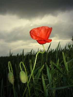 Mohn im Zwielicht 3