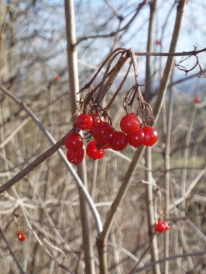 Farbenfroher Winter