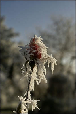 gezuckerte Rose