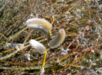 Es ist Frühling