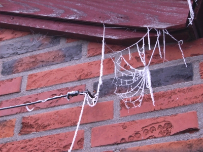 erstarrtes Spinnennetz