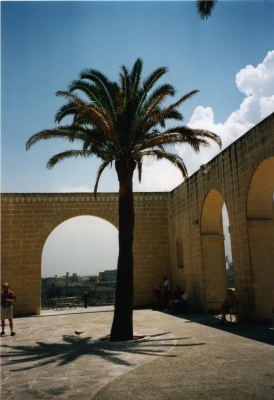 Palmboom in Malta