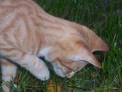 Kätzchen Lisa sucht im Gras
